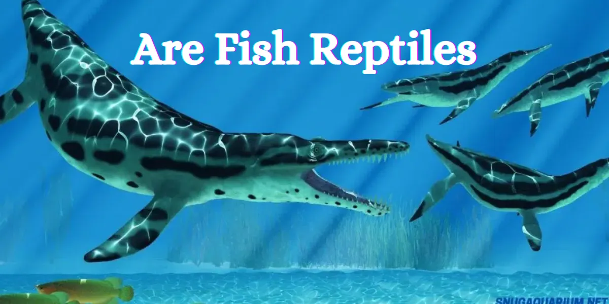 are fish reptiles (2