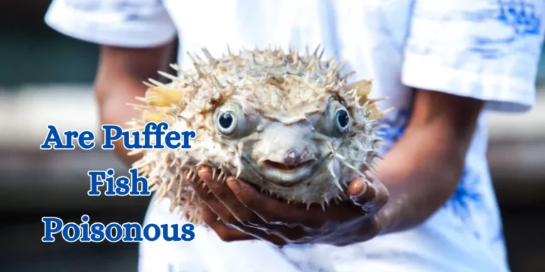 are puffer fish poisonous (1)