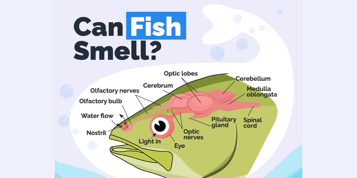 can a fish SMELL (1)