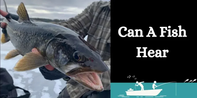 can a fish hear (1)